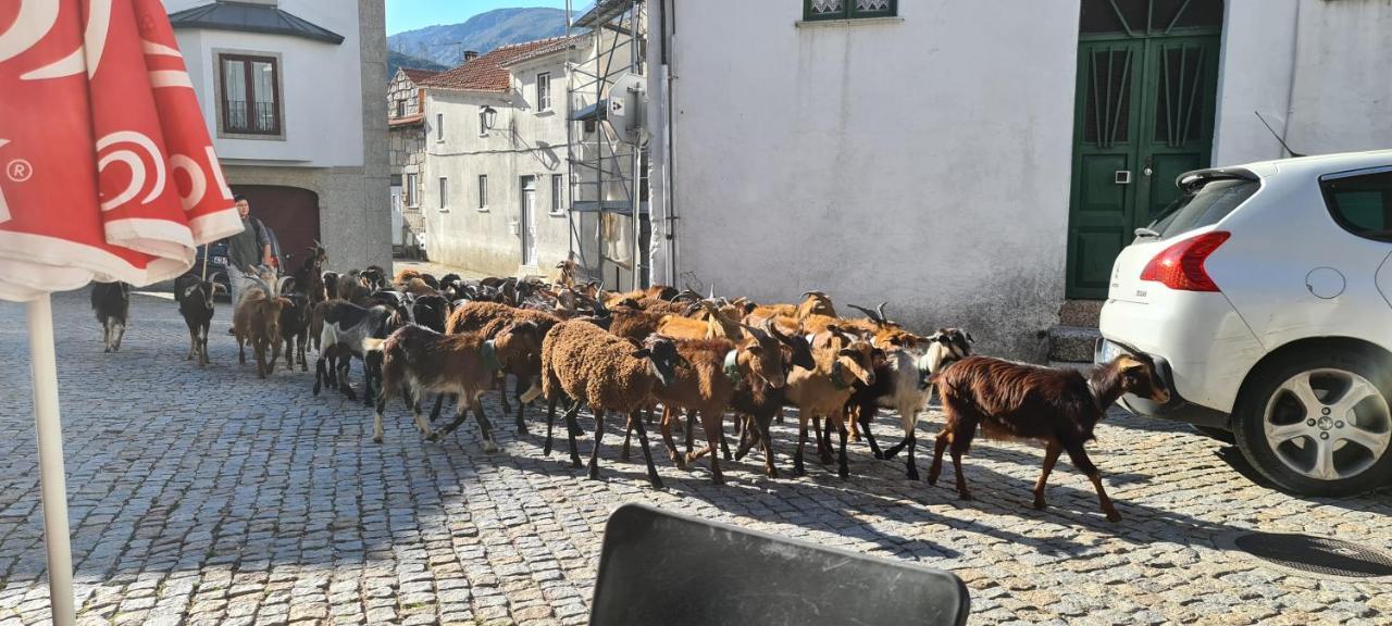 Casa Na Serra, Sabugueiro Sabugueiro  Buitenkant foto
